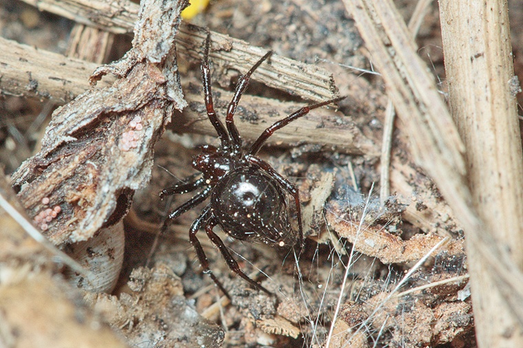 Euryopis episinoides